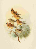 Brooks Birds of California 1923 Cedar Waxwings A4 Photo Print