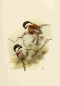 Brooks Birds of California 1923 Chstnt bckd Chickadees A4 Photo Print
