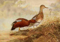 Brooks Birds of California 1923 Cinnamon Teal A4 Photo Print
