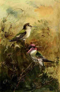 Brooks Birds of California 1923 Costas Hummer A4 Photo Print