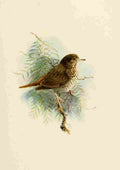 Brooks Birds of California 1923 Dwarf Hermit Thrush A4 Photo Print