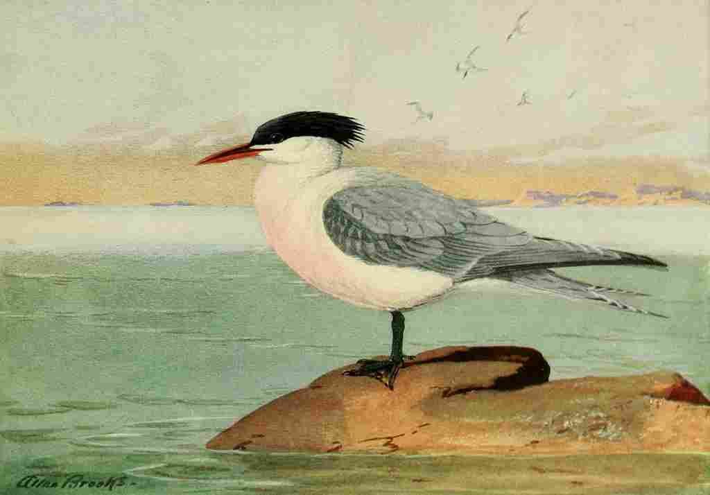 Brooks Birds of California 1923 Elegant Tern A4 Photo Print