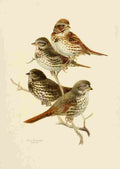 Brooks Birds of California 1923 Fox Sparrows A4 Photo Print