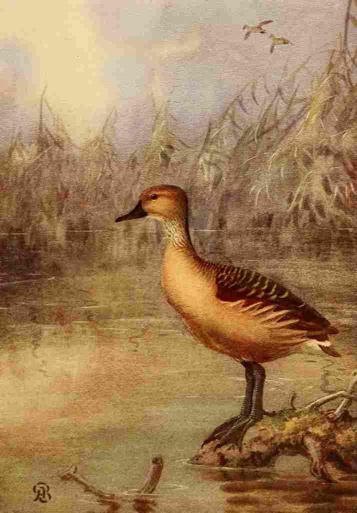 Brooks Birds of California 1923 Fulvous Tree Duck A4 Photo Print