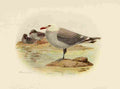 Brooks Birds of California 1923 Heermans Gull A4 Photo Print