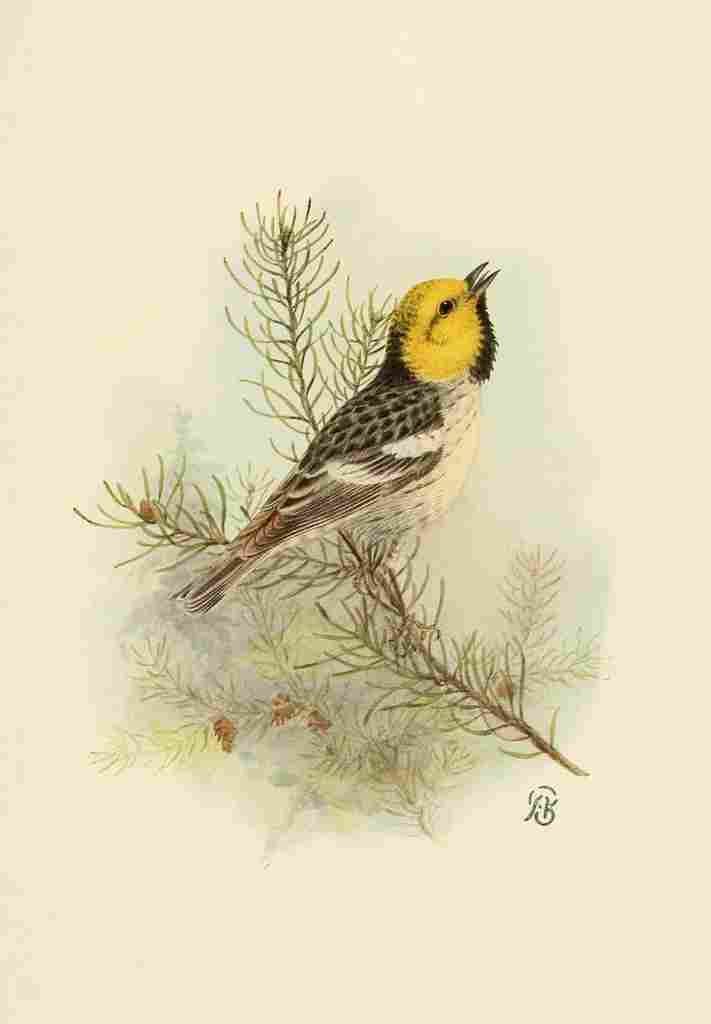 Brooks Birds of California 1923 Hermit Warbler A4 Photo Print
