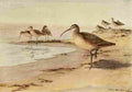 Brooks Birds of California 1923 Hudsonian Curlew A4 Photo Print