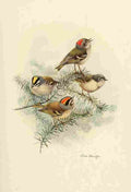 Brooks Birds of California 1923 Kinglets A4 Photo Print