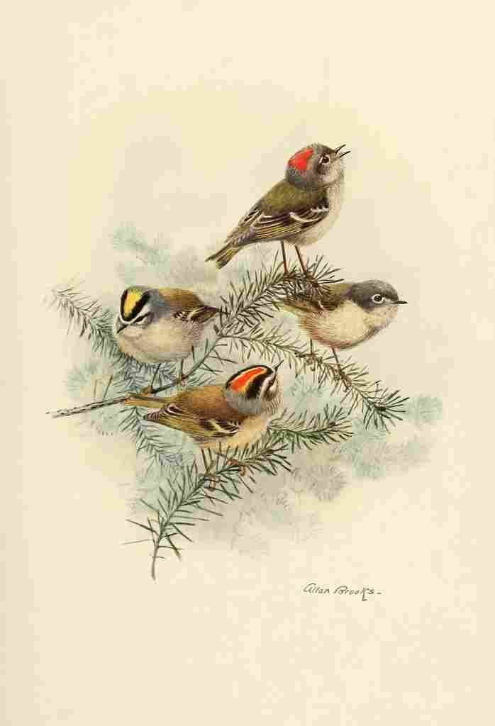 Brooks Birds of California 1923 Kinglets A4 Photo Print