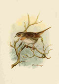 Brooks Birds of California 1923 Lincolns Sparrow A4 Photo Print