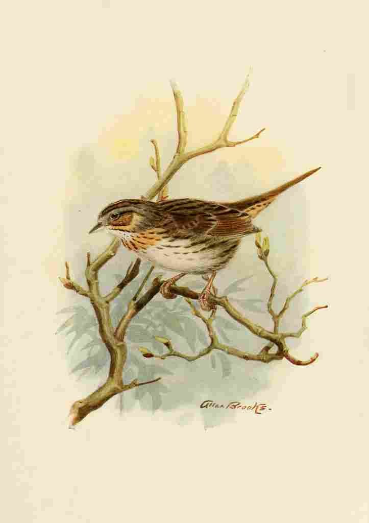 Brooks Birds of California 1923 Lincolns Sparrow A4 Photo Print
