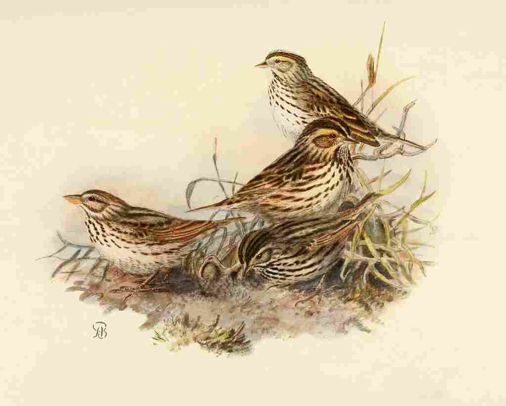 Brooks Birds of California 1923 Marsh Sparrows A4 Photo Print