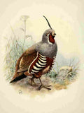 Brooks Birds of California 1923 Mountain Quail A4 Photo Print