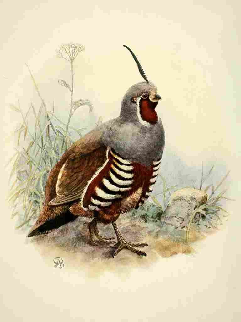 Brooks Birds of California 1923 Mountain Quail A4 Photo Print