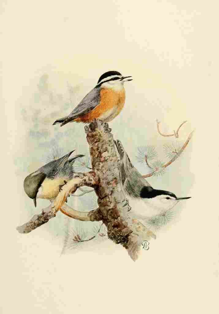 Brooks Birds of California 1923 Nuthatches A4 Photo Print