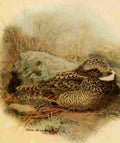 Brooks Birds of California 1923 Nuttalls Poorwill A4 Photo Print