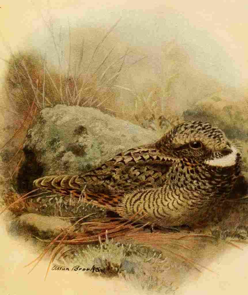 Brooks Birds of California 1923 Nuttalls Poorwill A4 Photo Print