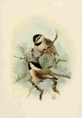 Brooks Birds of California 1923 Ore & Mntn Chickadees A4 Photo Print
