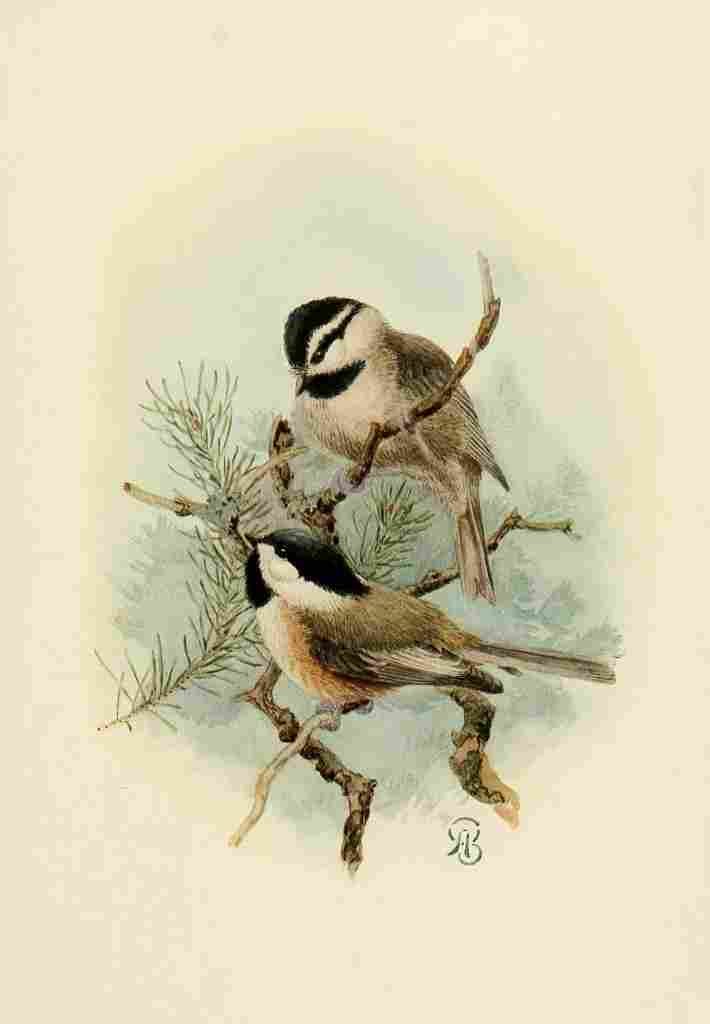 Brooks Birds of California 1923 Ore & Mntn Chickadees A4 Photo Print