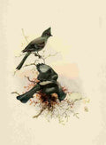 Brooks Birds of California 1923 Phainopepla A4 Photo Print