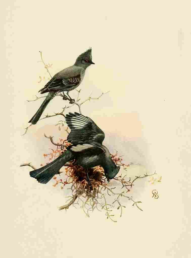 Brooks Birds of California 1923 Phainopepla A4 Photo Print