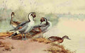 Brooks Birds of California 1923 Pintail Ducks A4 Photo Print
