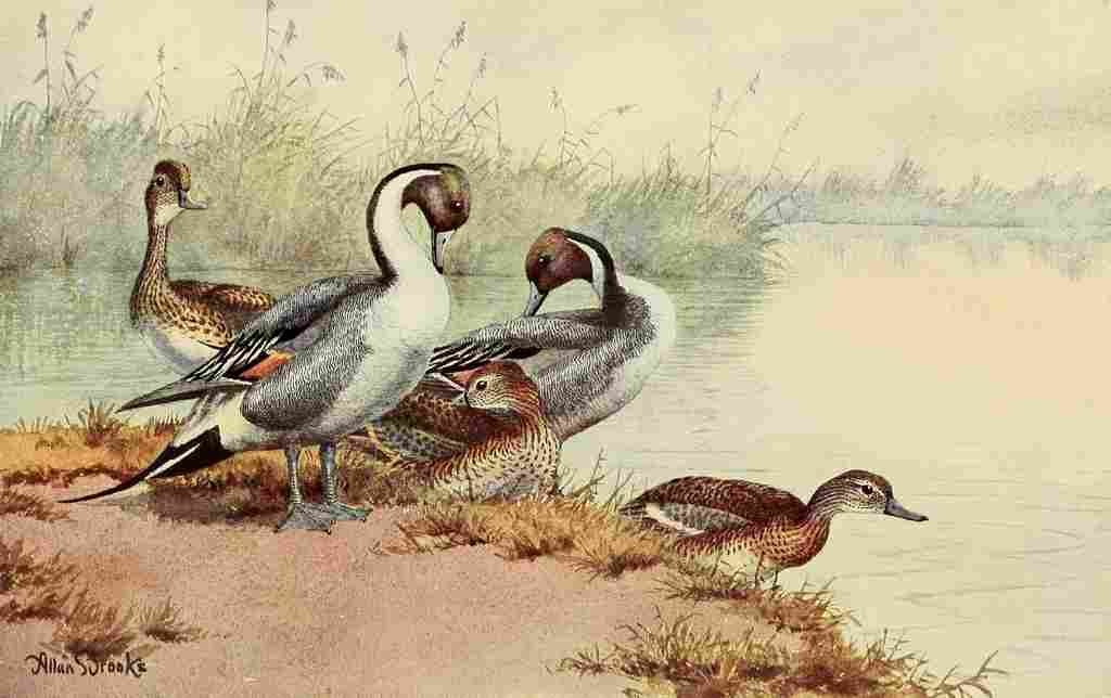 Brooks Birds of California 1923 Pintail Ducks A4 Photo Print