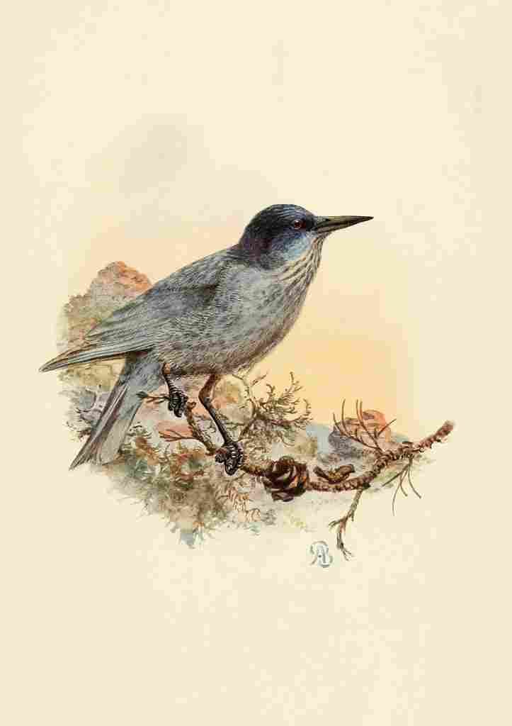 Brooks Birds of California 1923 Pinyon Jay A4 Photo Print