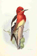 Brooks Birds of California 1923 Red brstd Sapsucker A4 Photo Print