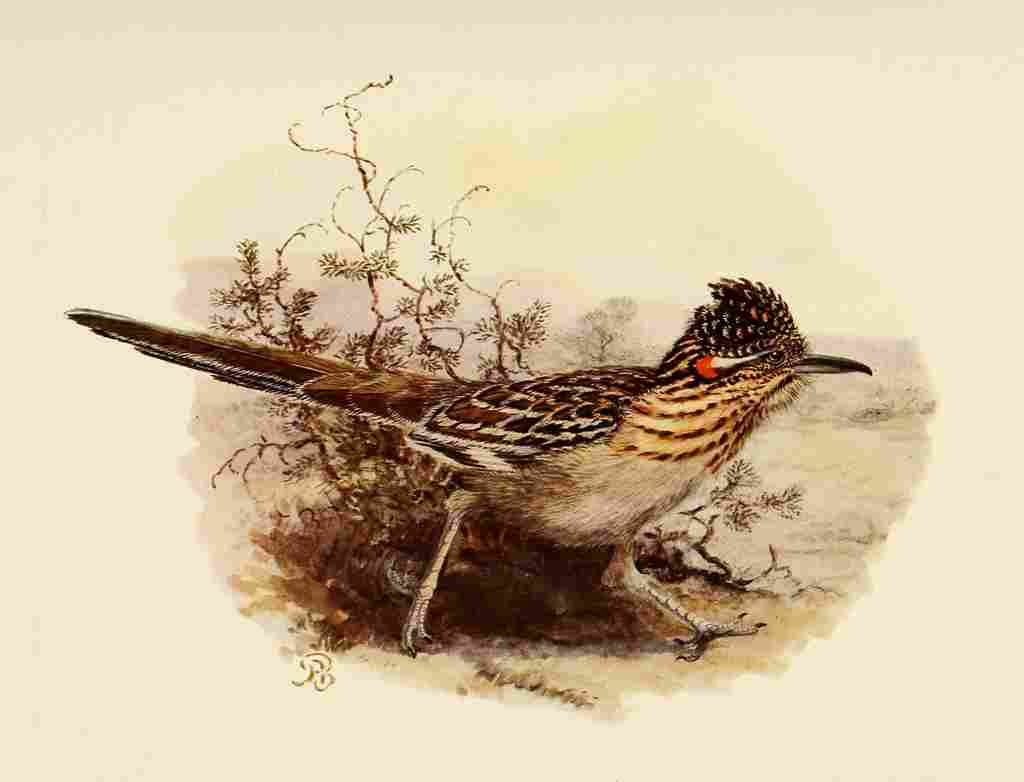 Brooks Birds of California 1923 Roadrunner A4 Photo Print
