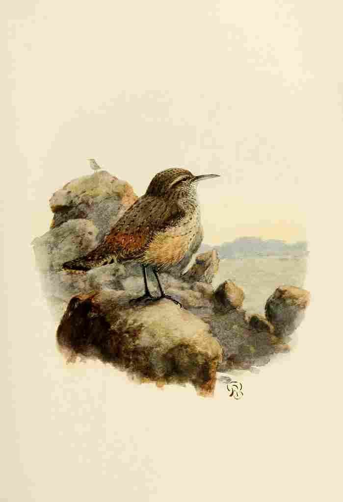 Brooks Birds of California 1923 Rock Wren A4 Photo Print