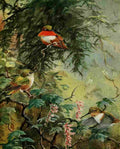 Brooks Birds of California 1923 Rufous Hummer A4 Photo Print