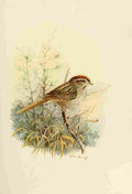 Brooks Birds of California 1923 Rufous crowned Sparrow A4 Photo Print