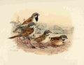 Brooks Birds of California 1923 Sage Sparrows A4 Photo Print