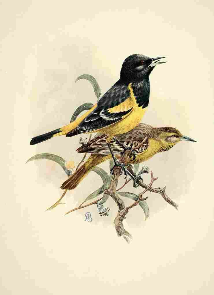 Brooks Birds of California 1923 Scotts Oriole A4 Photo Print