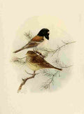 Brooks Birds of California 1923 Sierra Junco A4 Photo Print