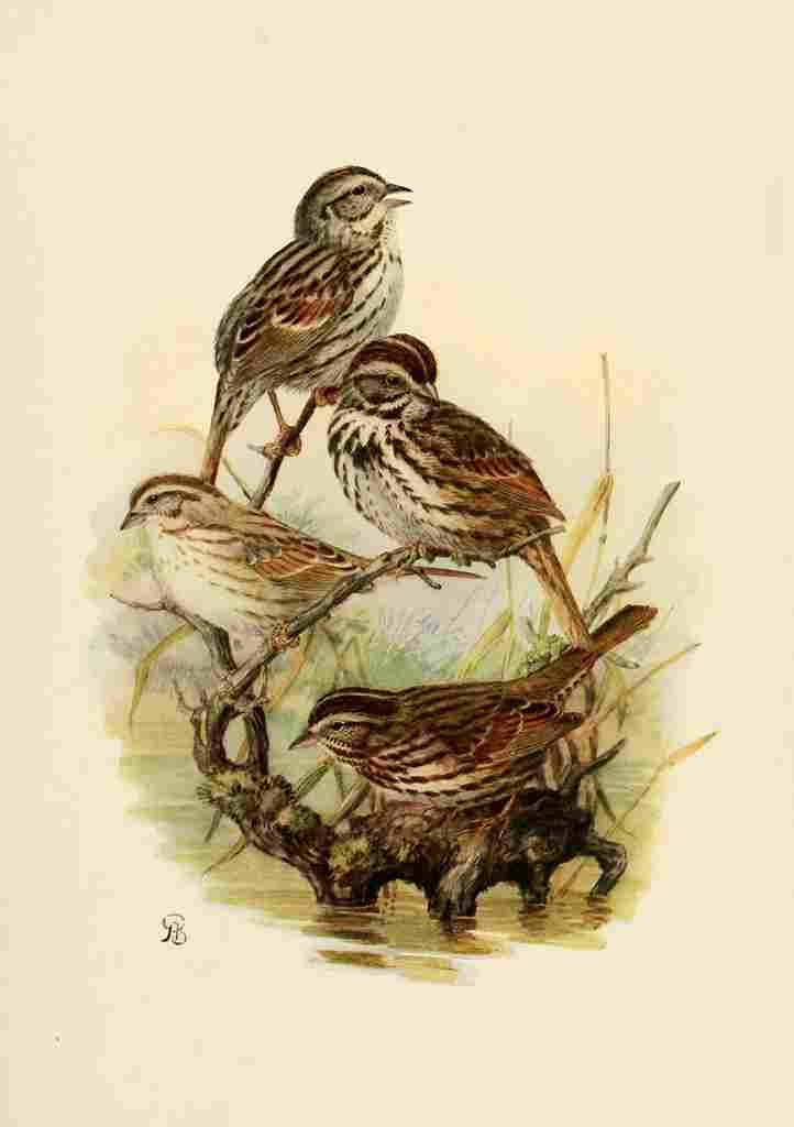 Brooks Birds of California 1923 Song Sparrows A4 Photo Print