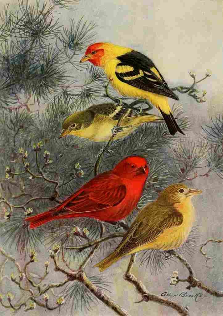 Brooks Birds of California 1923 Tanagers A4 Photo Print