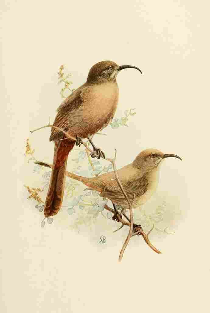 Brooks Birds of California 1923 Thrashers A4 Photo Print