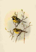 Brooks Birds of California 1923 Townsends Warbler A4 Photo Print
