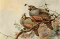 Brooks Birds of California 1923 Valley Quail A4 Photo Print