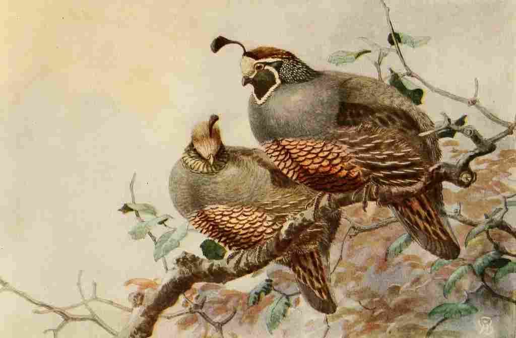 Brooks Birds of California 1923 Valley Quail A4 Photo Print