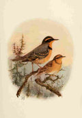 Brooks Birds of California 1923 Varied Thrush A4 Photo Print