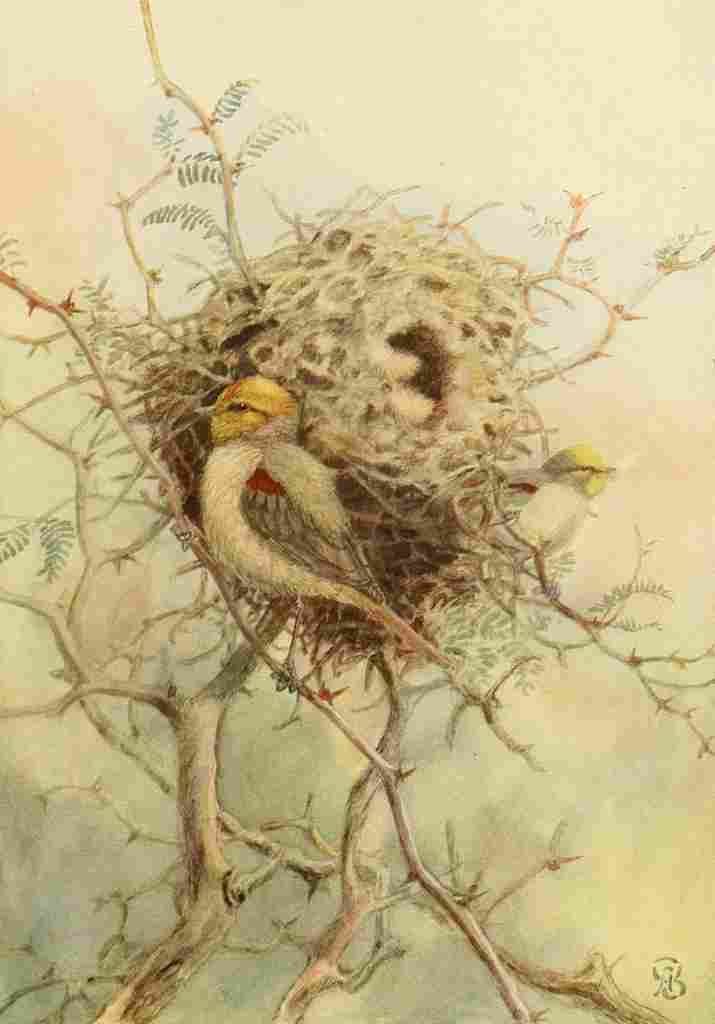 Brooks Birds of California 1923 Verdin A4 Photo Print