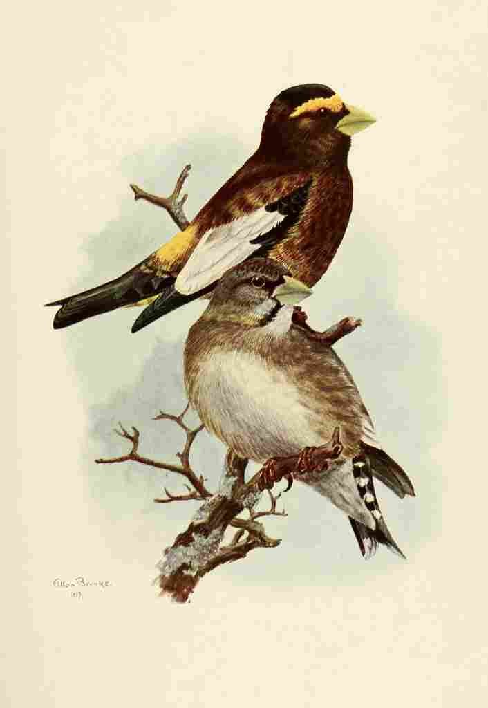 Brooks Birds of California 1923 Western Evening Grosbeak A4 Photo Print