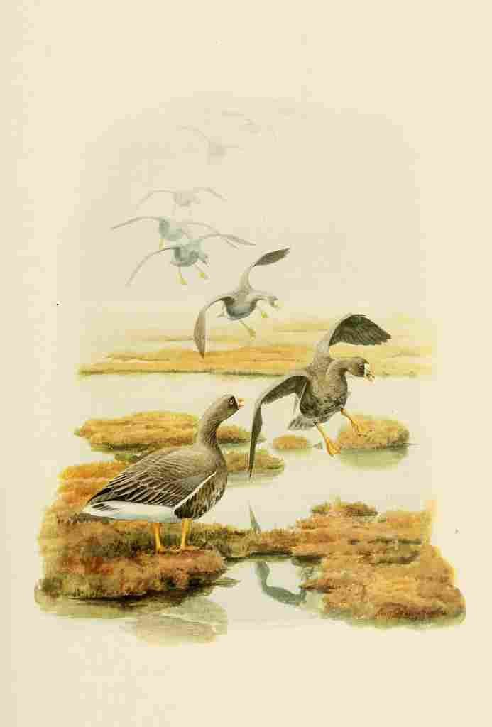 Brooks Birds of California 1923 White fronted Goose A4 Photo Print