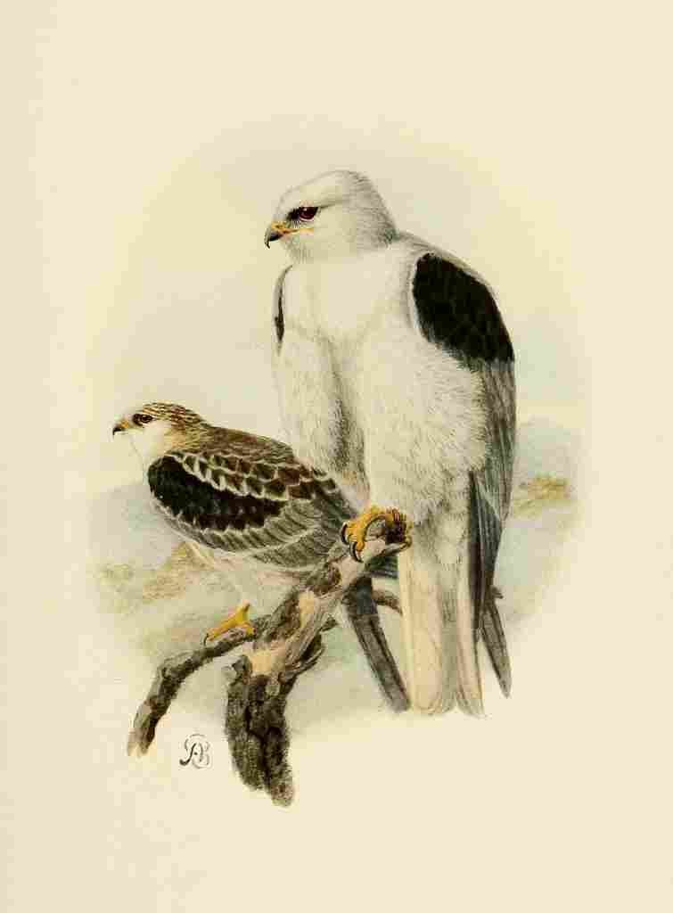Brooks Birds of California 1923 White tailed Kite A4 Photo Print