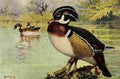Brooks Birds of California 1923 Wood Duck A4 Photo Print