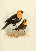 Brooks Birds of California 1923 Yellow headed Blackbird A4 Photo Print