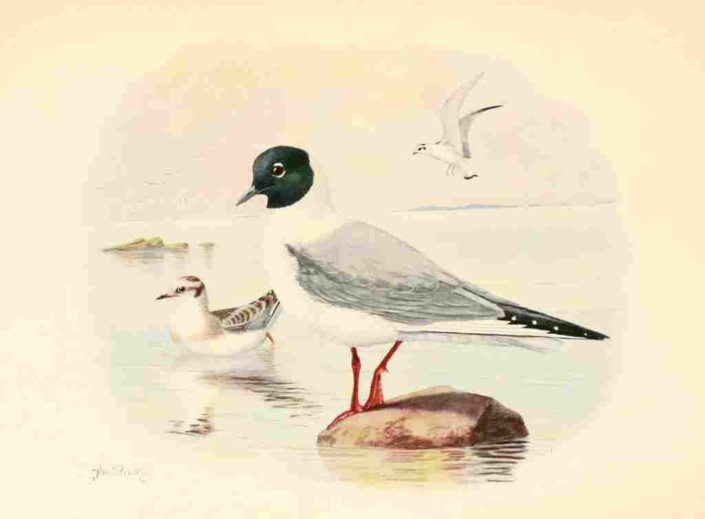 Brooks Birds of Washington 1909 Bonapartes Gull A4 Photo Print